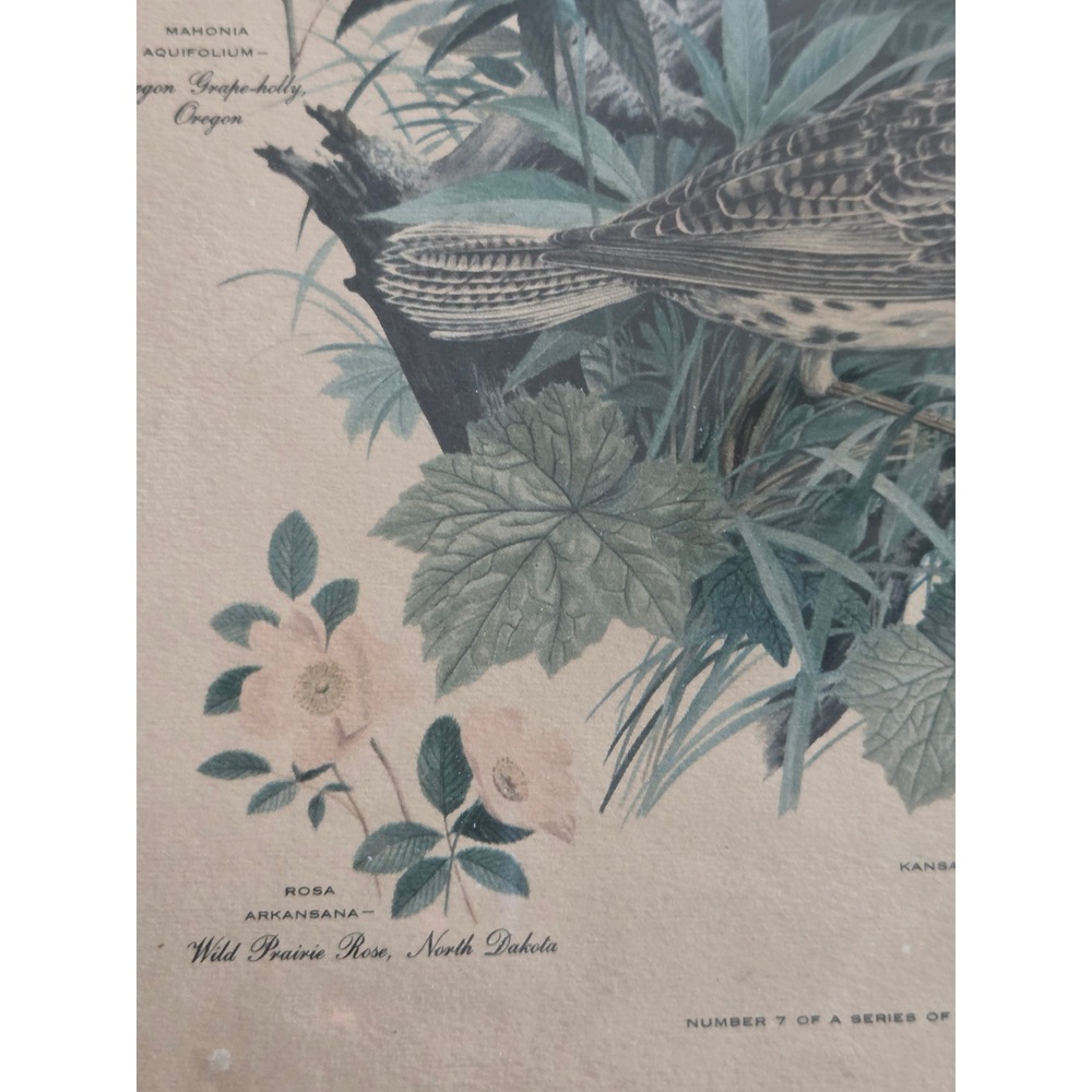 Arthur Singer Western Meadowlark State Birds Flowers Framed Lithograph Print 7 - Picture 3 of 5